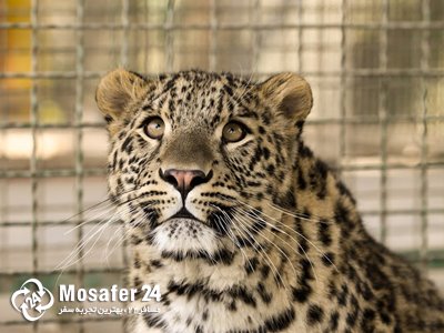 باغ وحش وکیل آباد