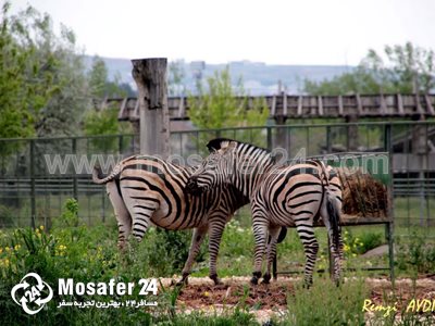 پارک جنگلی آتاتورک