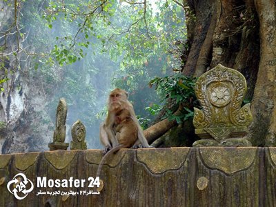 مدرسه میمون ها