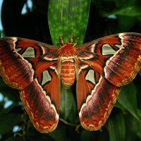 همه چیز درباره سفر به شهرهای کشور مالزی