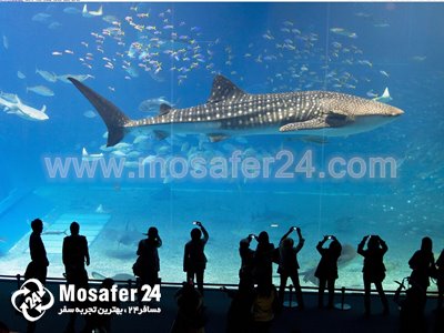 آکواریوم کی ال سی سی