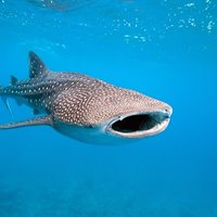 همه چیز درباره سفر به شهرهای کشور مالدیو